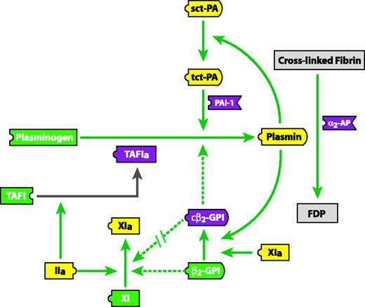 Figure 3. β2-GPI proteolytically clipped at Lys317-Thr318 inhibits plasmin generation but not FXI activation. A schematic representation of the effect of clipped β2-GPI (cβ2-GPI) and β2-GPI on FXI activation and plasmin generation is shown. Continuous green line indicates activation; segmented green line, inhibition; \\, attenuation of inhibition; FDP, fibrin degradation products; sct-PA, single-chain tissue plasminogen activator; tct-PA, 2-chain tissue plasminogen activator; PAI-1, plasminogen activator inhibitor-1; α2-AP, α2-antiplasmin; TAFI, thrombin-activatable fibrinolysis inhibitor; TAFIa, activated TAFI. Reprinted from Shi et al59 with permission.