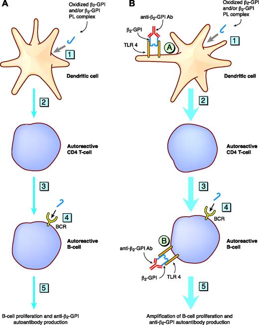 Figure 4. Schematic representation of the hypothesis that anti–β2-GPI Abs in complex with β2-GPI may be able to amplify the production of autoantibodies via their ability to bind and crosslink TLR4. (A) The steps that have been delineated in in vitro experiments to be important in the generation of autoantibodies directed against β2-GPI. Step 1: the uptake and intracellular processing of the autoantigen β2-GPI (complexed to phospholipid or in the oxidized form) via as yet poorly delineated mechanisms. Step 2: the presentation (by activated DCs) of the β2-GPI cryptic epitope to autoreactive CD4+ HLA class II–restricted T cells. DCs have been shown to release an array of cytokines that lead to Th1 polarization. Step 3: activated autoreactive CD4+ T cells providing help to autoreactive B cells, which have also received a signal via the B-cell receptor (BCR) (see step 4). Step 4: the ligation by β2-GPI of the B-cell receptor on autoreactive B cells. Step 5: anti–β2-GPI autoantibody production. (B) It is hypothesized that oxidized β2-GPI or the anti–β2-GPI Ab/β2-GPI complex may function as an immunologic adjuvant by providing a costimulatory signal via TLR4 on DCs (circled A) and B cells (circled B), leading to the amplification of the signals delineated in panel A. The thick blue line denotes the amplification of steps 1 to 5.