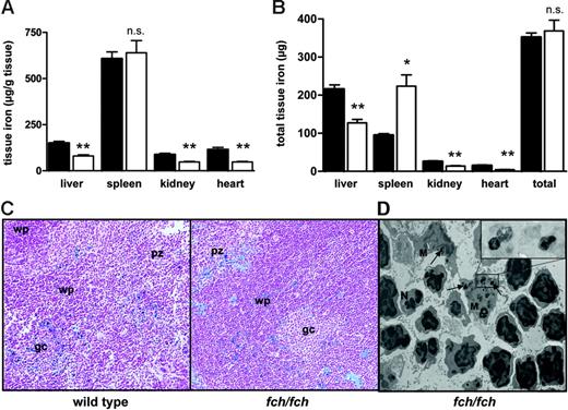 Figure 3. Tissue nonheme iron contents in BALB/c fch/fch mice and their control littermates. (A) Tissue nonheme iron per gram weight tissue was measured in liver, spleen, kidney, and heart of wild-type (▪) or fch/fch (□) 12- to 14-week-old females. (B) Total iron content in each organ calculated as tissue nonheme iron content per weight of tissue × organ weight. Total iron contents in fch/fch compared with wild-type were significantly decreased in liver, kidney, and heart and increased in spleen, leading to a redistribution of iron from the organs to the spleen in fch/fch mice. Mean ± SD is shown for 6 mice per genotype. Asterisks indicate the significance of the influence of the fech mutation on the modifications of each parameter (*P < .01; **P < .001; n.s., not significant). (C) Perls staining of the spleens of BALB/c wild-type and fch/fch mice. Comparable intensity of the iron stain is observed in fch/fch mice compared with their wild-type littermates, associated with regular iron coloration, more condensed in the perifollicular zone surrounding the white pulp follicle. Original magnification, × 25. Images were taken with a 10×/0.1 PL Fluotar objective lens attached to a DMRB microscope (Leica Microsystems). The numerical aperture of the lens was 10×/0.30. Image digitization was performed with a Tri CCD Sony camera (Sony) with TRIBVN ICS Software (TRIBVN, Châtillon, France). Images were processed using Adobe Photoshop 5.0. wp indicates white pulp; pz, perifollicular zone; gc, germinal center; Ta, T lymphocyte area. (D) Electron microscopy of the spleen from a fch/fch mouse. At this low magnification, several spleen cells are visible. M indicates macrophage; L, lymphocyte; N, neutrophil. Original magnification, × 3000. Electron-dense intracytoplasmic vesicles containing iron deposits are visible in macrophages (arrows), especially at higher magnification (inset; original magnification, × 10 000).
