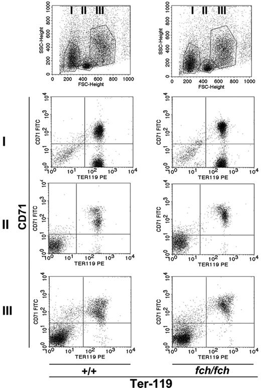Figure 5. Flow cytometry analysis of TfR1 (CD71) expression in bone marrow erythroid cells. Selection of the red cell population by gating with side scatter (SSC-height) and forward scatter (FSC-height) allowed identification of 3 stages of erythroid differentiation: small (I, RBC), intermediate (II, intermediate normoblasts), and large (III, early normoblasts) cells. Bone marrow cells were analyzed by FACS at each stage of differentiation for transferrin receptor (CD71) and Ter-119 expression in BALB/c fch/fch mice and their +/+ control littermates. No significant difference was found between the 2 groups for CD71 expression.