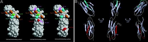 Figure 5. Critical residues of ICAM-4 involved in interaction with β2 integrins and location of ICAM-4 peptides that mediate adhesion to CD11c/CD18 integrin. (A) Three-dimensional representation of an ICAM-4 model constructed on the basis of ICAM-2 structure. Amino acids are designated by 3-letter codes and residue numbers. The solvent-accessible surfaces of ICAM-4 residues that when mutated cause a decrease in adhesion to CD11a/CD18 (left), CD11b/CD18 (middle), and CD11c/CD18 (right) are colored (Trp, orange; Arg, cyan; Leu, green; Thr, magenta; Glu, red). (B) A ribbon diagram of ICAM-4 displayed in 3 orientations 120 degrees to one another. The strands of the antiparallel β sheets are labeled by capital letters. The locations of the ICAM-4 peptides are colored: P-D1 (PQPQNSSLRTPLR), residues 44 to 56 (cyan); P-D2 (VTLTYEFAAGPRD), residues 161 to 173 (red). Side chains of the 2 peptide residues found to be involved in CD11c/CD18 binding by mutagenesis studies are shown as ball and stick.