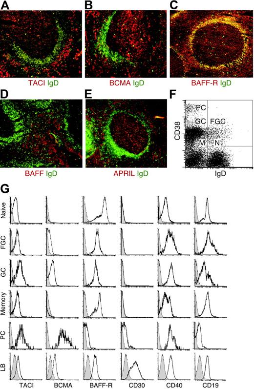 Figure 1. Nonmalignant GC B-cell precursors of HRS cells express TACI, BCMA, and BAFF-R. (A-E) IgD (green), TACI, BCMA, BAFF-R, BAFF, and APRIL (red) in tonsillar tissue sections. In panel C, yellow indicates follicular mantle B cells coexpressing IgD and BAFF-R. Original magnification ×10. (F) IgD and CD38 on purified tonsillar B cells. N indicates naive B cells; FGC, founder GC B cells; GC, GC B cells; M, memory B cells; and PC, plasmacytoid B cells. (G) TACI, BCMA, BAFF-R, CD30, CD40, and CD19 on purified tonsillar B cells gated into naive, FGC, GC, memory, and plasmacytoid subsets, and on EBV-transformed lymphoblastoid (LB) B cells. Open and shaded profiles correspond to antibody under study and control antibody, respectively. Panels A-G depict 1 of 4 experiments yielding similar results.