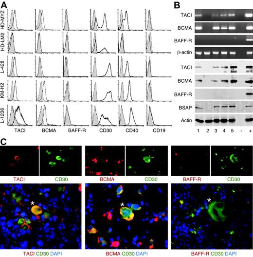 Figure 2. Malignant HRS cells from primary HL tumors express TACI and BCMA but not BAFF-R. (A) TACI, BCMA, BAFF-R, CD30, CD40, and CD19 on HRS cell lines. Open and shaded profiles correspond to antibody under study and control antibody with irrelevant binding activity, respectively. (B) The top 4 panels show TACI, BCMA, BAFF-R, and β-actin transcripts, while the bottom 5 panels show TACI, BCMA, BAFF-R, BSAP, and actin proteins in HRS cell lines. Numbers indicate HD-MyZ (1), HD-LM2 (2), L428 (3), KMH-2 (4), and L1236 (5) HRS cell lines. Minus (−) indicates negative control (no cDNA); plus (+), positive control (cDNA from IARC100 lymphoblastoid cell line). (C) TACI, BCMA, and BAFF-R in CD30+ HRS cells from a classical HL tumor. DAPI (blue) stains nuclei; asterisks indicate representative CD30+ HRS cells. Original magnification ×40. Panel C shows 1 of 15 cases yielding similar results.
