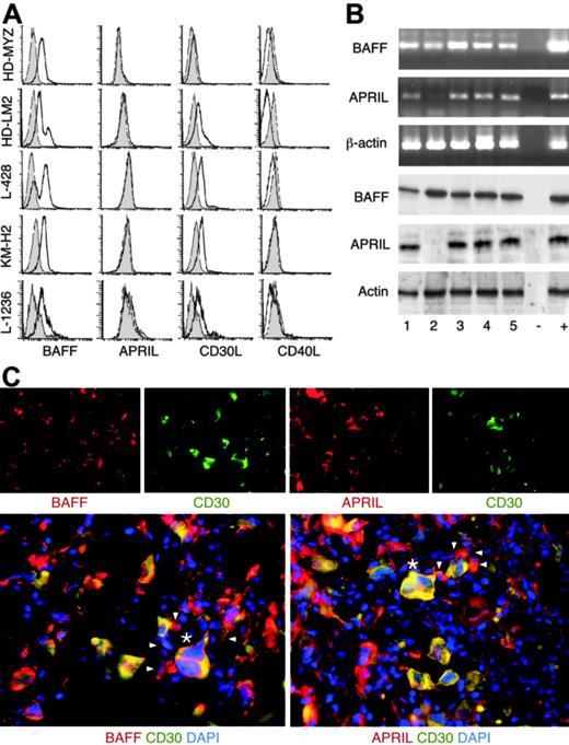 Figure 3. Malignant HRS cells and reactive cells from primary HL tumors express BAFF and APRIL. (A) BAFF, APRIL, CD30L, and CD40L on HRS cell lines. Open and shaded profiles correspond to antibody under study and control antibody with irrelevant binding activity, respectively. (B) The top 3 panels show BAFF, APRIL, and β-actin transcripts, while the bottom 3 panels show BAFF, APRIL, and actin proteins in HRS cell lines. Numbers indicate HD-MyZ (1), HD-LM2 (2), L428 (3), KMH-2 (4), and L1236 (5) HRS cell lines. Minus (−) indicates negative control (no cDNA); plus (+), positive control (cDNA from IARC100 lymphoblastoid cell line). (C) BAFF and APRIL in CD30+ HRS cells from a classical HL tumor. DAPI (blue) stains nuclei, arrowheads point to reactive CD30− cells surrounding CD30+ HRS cells, and asterisks indicate representative CD30+ HRS cells. Original magnification ×40. Panel C shows 1 of 15 cases yielding similar results.