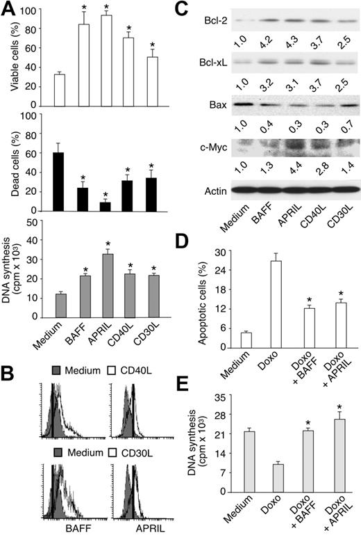Figure 4. BAFF and APRIL increase malignant HRS cell survival and proliferation. (A) Viability, death, and proliferation of serum-starved HD-MyZ HRS cells incubated for 2 days in the presence or absence of BAFF, APRIL, CD40L, or CD30L as described in “Materials and methods.” Bars indicate SD of 4 experiments; *P < .05 versus cells incubated with medium, respectively. (B) BAFF and APRIL expression on HD-MyZ HRS cells incubated for 2 days with medium (shaded profiles), or CD40L or CD30L (open profiles). Positive cells are on the right of the vertical bar. On the left of this bar are cells stained with a control mouse (for BAFF) or rat (for APRIL) antibody with irrelevant binding activity. One of 3 experiments yielding similar results. (C) Bcl-2, Bcl-xL, Bax, c-Myc, and actin proteins in HD-MyZ HRS cells incubated as in panel A. Bands were quantified (numbers below lanes) after normalization to the actin loading control. One of 3 experiments yielding similar results. (D-E) Apoptosis and proliferation of HD-MyZ HRS cells exposed to BAFF or APRIL in the presence or absence of the anti-HL agent doxorubicin (Doxo). Bars indicate SD of 3 experiments; *P < .05 versus cells incubated with Doxo.