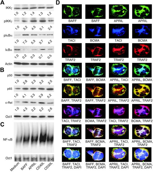 Figure 5. BAFF and APRIL activate NF-κB in malignant HRS cells and colocalize with TACI and BCMA receptors as well as TRAF2 signal transducer. (A) Cytoplasmic IKKγ, pIKKγ, pIκBα, IκBα, and actin (loading control) proteins in serum-starved HD-MyZ HRS cells incubated for 10 minutes (IKKγ and pIKKγ) or 2 hours (pIκBα, IκBα and actin) in the presence or absence of BAFF, APRIL, CD40L, or CD30L. pIKKγ bands were quantified (numbers below lanes) after normalization to IKKγ, while pIκBα and IκBα bands were quantified after normalization to actin. One of 3 experiments yielding similar results. (B) Nuclear p50, p65, and c-Rel proteins in HD-MyZ HRS cells incubated for 6 hours as in panel A. Bands were quantified (numbers below lanes) after normalization to Octamer-1 (Oct1), a ubiquitous nuclear protein (loading control). One of 3 experiments yielding similar results. (C) NF-κB and Oct1 binding to DNA in HD-MyZ HRS cells incubated for 6 hours as in panel A. Shifts correspond to p50-c-Rel and p50-p65 complexes as shown elsewhere.31,39,58,65 One of 3 experiments yielding similar results. (D) Colocalization of BAFF, TACI, and TRAF2 (first column); BAFF, BCMA, and TRAF2 (second column); APRIL, TACI, and TRAF2 (third column); and APRIL, BCMA, and TRAF2 (fourth column) in L428 cells. DAPI (blue) stains nuclei in the last row. Turquoise (fourth row)–, yellow (fifth row)–, pink (sixth row)–, and white (seventh and eighth rows)–appearing areas indicate colocalization. Original magnification ×64. One of 4 experiments yielding similar results.