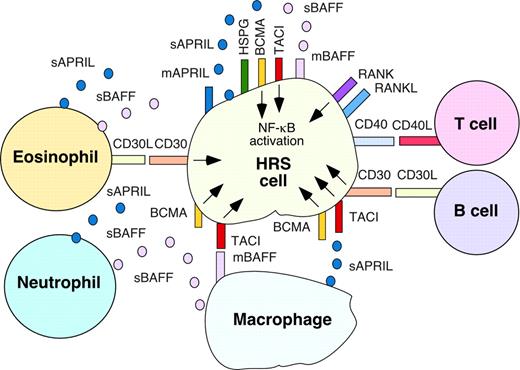 Figure 8. BAFF and APRIL stimulate the accumulation of malignant HRS cells through autocrine and paracrine signals conveyed by TACI, BCMA, and HSPGs. Malignant HRS cells express TACI and BCMA, which deliver survival and growth signals upon engagement by paracrine BAFF and APRIL released by reactive myeloid cells, including macrophages, neutrophils, and eosinophils. TACI and BCMA are also engaged by autocrine BAFF and APRIL expressed on the membrane of and released by HRS cells. Binding of APRIL to TACI and BCMA is enhanced by HSPGs anchored on the membrane of HRS cells and (not shown) associated with the extracellular matrix. Engagement of CD30 and CD40 on HRS cells by CD30L and CD40L on eosinophils, CD4+ T cells, and/or B cells up-regulates expression of autocrine BAFF and APRIL by HRS cells, thereby further enhancing their survival and proliferation. The TNF family member RANKL and its receptor RANK are also indicated on HRS cells. Together with CD30L, CD40L, and RANKL, BAFF and APRIL trigger abnormal activation of NF-κB in HRS cells, thereby enhancing HL expansion.
