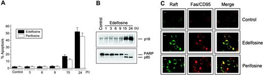Figure 2. Time-course of ALP-induced apoptosis and coclustering of membrane rafts and Fas/CD95 in edelfosine- and perifosine-treated MM cells. (A) MM144 cells were incubated with 10 μM edelfosine or perifosine for the indicated times, and the proportion of cells in the sub-G1 region, representing apoptotic cells, was quantitated by flow cytometry. Data shown are means ± SD of 3 independent determinations. (B) MM144 cells were treated with 10 μM edelfosine for the indicated times and analyzed by immunoblotting with an anti–caspase-3 antibody that recognized only the p18 subunit of active caspase-3 and with an anti-PARP antibody that detected both the 116-kDa intact form of PARP and its p85 cleaved form. Data shown are representative of 3 experiments performed. (C) MM144 cells were either untreated (control) or treated with 10 μM edelfosine or perifosine for 12 hours and then stained with FITC-CTx B subunit to identify lipid rafts (green fluorescence) and with a specific anti-Fas/CD95 monoclonal antibody, followed by CY3-conjugated anti–mouse Ig antibody (red fluorescence). Areas of colocalization between membrane rafts and Fas/CD95 in the merge panels are yellow. Images shown are representative of 3 independent experiments. Bar, 10 μm.