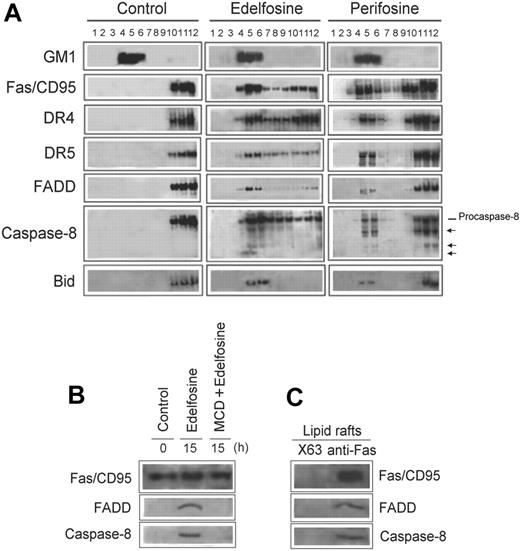 Figure 4. Recruitment of death receptors and downstream signaling molecules and DISC formation in membrane rafts following ALP treatment of MM cells. (A) Untreated MM144 cells (control) and MM144 cells treated with 10 μM edelfosine or perifosine for 15 hours were lysed in 1% Triton X-100 and fractionated by centrifugation on a discontinuous sucrose density gradient. An equal volume of each collected fraction was subjected to SDS-PAGE before analysis of the indicated proteins using specific antibodies. The migration positions of the 55-kDa procaspase-8 as well as of the cleavage products (arrows) are denoted. Location of GM1-containing lipid rafts (fractions 4-6) was determined using CTx B subunit conjugated to horseradish peroxidase. (B) Fas/CD95 was immunoprecipitated from untreated control or edelfosine-treated (15 hours) MM144 cell extracts. Fas/CD95 was also immunoprecipitated from MM144 cells pretreated with MCD to disrupt lipid rafts and then treated for 15 hours with edelfosine. Immunoprecipitates were subjected to SDS-PAGE and immunoblotted with specific antibodies against Fas/CD95, FADD, and caspase-8. (C) Fas/CD95 was immunoprecipitated from a pool of membrane raft–enriched fractions 4 to 6 from sucrose gradients similar to those shown in Figure 4A of edelfosine-treated MM144 cells. Immunoprecipitates were subjected to SDS-PAGE and immunoblotted with Fas/CD95-, FADD-, and caspase-8–specific antibodies, respectively. Membrane raft–enriched fractions were also immunoprecipitated with P3X63 (X63) myeloma supernatant as a negative control, rendering no signal. Experiments shown are representative of 3 performed.