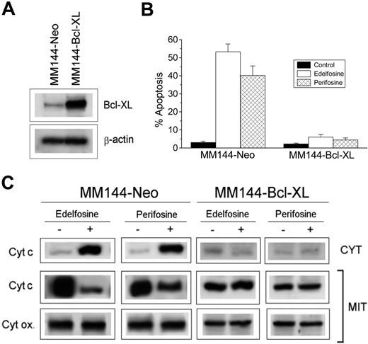 Figure 6. Prevention of ALP-induced cytochrome c release and apoptosis by overexpression of Bcl-XL. (A) Western blot analysis for Bcl-XL. Cell lysates from Neo- (MM144-Neo) and Bcl-XL–(MM144-Bcl-XL) transfected MM144 cells were subjected to SDS-PAGE and immunoblotted with a Bcl-XL specific antibody to analyze Bcl-XL content. β-Actin was used as a loading control. Experiments shown are representative of 3 performed. (B) Neo- and Bcl-XL–transfected MM144 cells were incubated for 24 hours with 10 μM edelfosine or perifosine, and apoptosis was then quantitated as the percentage of cells in the sub-G1 region by flow cytometry. Untreated control cells were run in parallel. Data shown are means ± SD of 4 independent determinations. (C) Western blot analysis of cytochrome c in cytosolic (CYT) and mitochondrial (MIT) extracts from MM144-Neo and MM144-Bcl-XL cells untreated (−) or treated (+) for 15 hours with 10 μM edelfosine or perifosine. Cytochrome oxidase subunit II (Cyt ox) was also analyzed in the mitochondrial extracts as a control for mitochondrial protein loading. Experiments shown are representative of 3 performed.