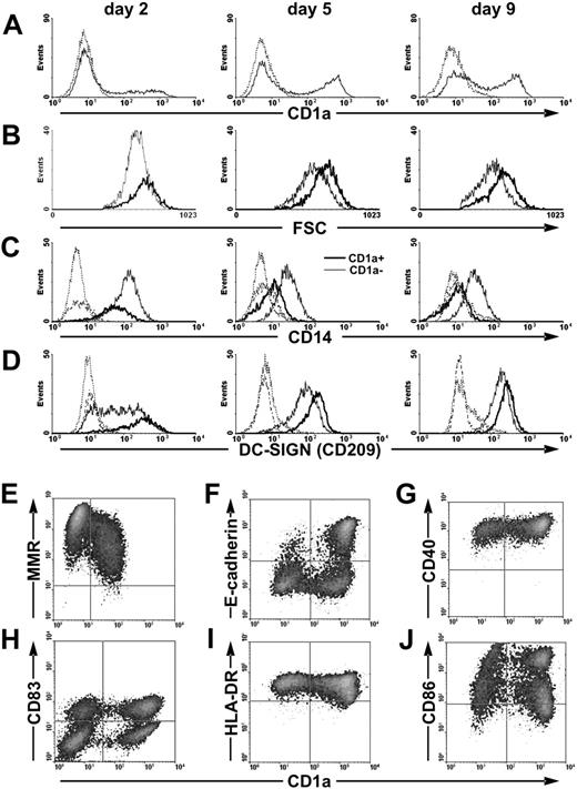 Figure 1. Differentiation of CD1a− and CD1a+ cells from monocytes. Phenotypic characterization of developing immature (A-G) and activated (H-J) moDCs. (A) Kinetics of CD1a membrane expression. Dotted line represents isotype control staining. (B) CD14high monocytes give rise to CD1a− and to CD1a+ cells of different forward light-scatter (FSC) related to cells' size. (C) The expression of CD14 divides moDCs to CD14lowCD1a− and CD14−CD1a+ cells. (D) Both CD1a− and CD1a+ moDCs express the C-type lectin DC-SIGN. Thin line represents the CD1a− population, and bold line represents the CD1a+ population in panels B-D. Dotted line represents isotype control staining of the CD1a− population, and dashed-dotted line represents the same of the CD1a+ population in panels C-D. (E) On day 5 of culture, CD1a+ cells express slightly less MMR than CD1a− cells. (F) On day 5 of culture, a subpopulation of CD1a+ cells expresses E-cadherin. (G) On day 5 of culture, both CD1a− and CD1a+ cells are characterized by high CD40 expression. (H-J) Immature moDCs were activated by inflammatory cocktail on day 5 for 24 hours, and phenotypic analysis was performed on day 6 of culture. Both CD1a− and CD1a+ mature moDCs coexpress CD83, high levels of HLA-DR, and CD86.