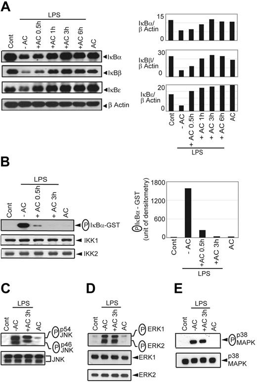 Figure 2. AC pretreatment inhibits IκB protein degradation and IKK activity. NOD BMDCs were pretreated with ACs and stimulated with LPS as in Figure 1. (A) Cytoplasmic IκBα, IκBβ, IκBϵ, and β-actin protein were detected by Western blot using the same blot. Densitometric readings represent the ratio of intensity of IκB protein to β-actin expression per unit area and are represented as an arbitrary unit. (B) In vitro IKK activity was determined by measuring phosphorylation of an IκBα-GST substrate. Densitometric analysis represents the intensity of phosphorylated (P) IκBα-GST in arbitrary units. The amount of IKK1 and IKK2 immunoprecipitated in the samples was analyzed by Western blot. Western blot was used to detect (C) phospho-JNK versus JNK, (D) phospho-ERK versus ERK, and (E) phospho-p38MAPK versus p38MAPK in whole cell lysates. Data are representative of 3 independent experiments.