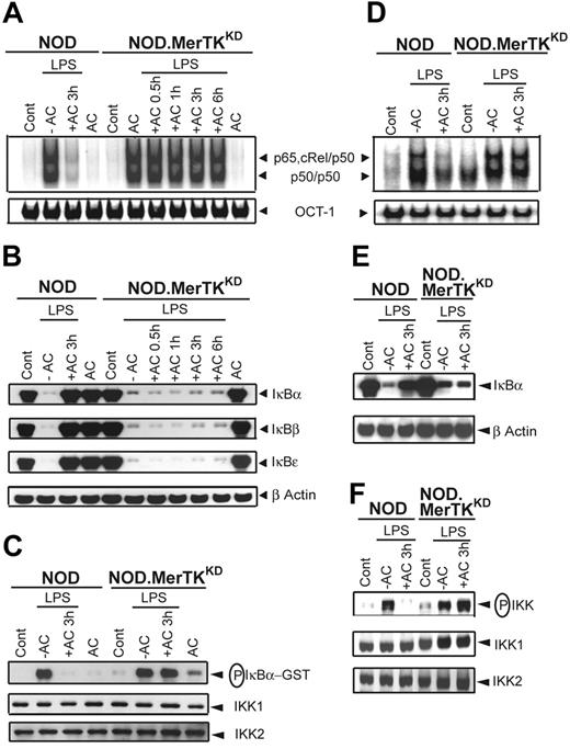 Figure 3. Pretreatment with ACs inhibits NF-κB and IKK activation in NOD but not NOD.MerTKKD DCs. NOD and NOD.MerTKKD BMDCs (A-C) or sDCs (D-F) were pretreated with ACs and stimulated with LPS as in Figure 1. (A,D) DNA binding activity of nuclear NF-κB or OCT-1 was determined via EMSA. (B,E) Cytoplasmic IκBα, IκBβ, IκBϵ, and β-actin protein were detected via Western blot using the same blot. (C) In vitro IKK activity and IKK1 and IKK2 protein expression were determined as in Figure 2. (F) IKK phosphorylation was detected via Western blot and the same blot reprobed for IKK1 and IKK2 protein. Data are representative of 3 independent experiments.