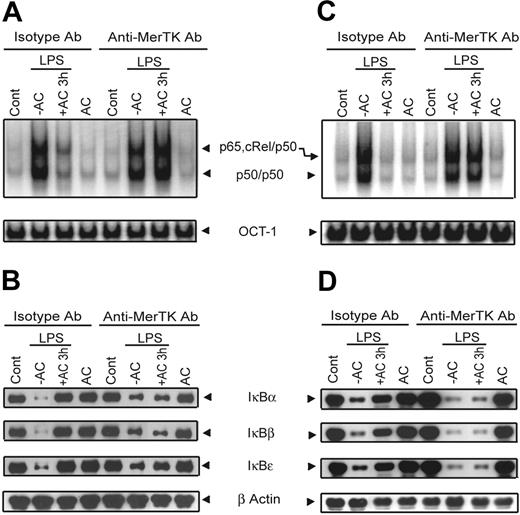 Figure 4. αMerTK Ab blocks AC-mediated inhibition of NF-κB activation in NOD and BALB/c DCs. NOD (A-B) or BALB/c (C-D) BMDCs were pretreated with 20 μg/mL of αMerTK or isotype control Ab. BMDCs were then treated with ACs and stimulated with LPS as in Figure 1. (A,C) EMSA was used to measure DNA binding activity of nuclear NF-κB or OCT-1. (B,D) Cytoplasmic IκBα, IκBβ, IκBϵ, and β-actin were detected via Western blot with the same blot. Data are representative of 3 independent experiments.