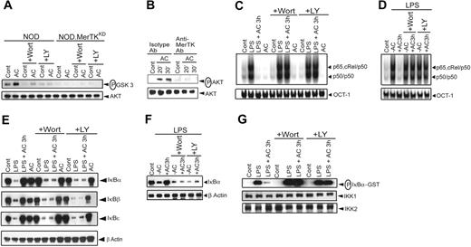 Figure 5. The PI3K/AKT pathway mediates AC-induced inhibition of NF-κB activation in NOD DCs. NOD or NOD.MerTKKD BMDCs (A-C,E,G) and sDCs (D,F) were incubated with 200 nM Wort or 50 μM LY for 1 hour and then treated with ACs for 3 hours or left untreated. In some experiments (C-G), DCs were subsequently stimulated with LPS (50 ng/mL) for 0.5 hours. (A) In vitro AKT activity was determined by measuring phosphorylation of a GSK3 substrate by Western blot. The same blot was reprobed for AKT protein. (B) NOD BMDCs were pretreated either with isotype control or αMerTK Ab for 1 hour and then incubated with ACs at specified times. Phosphorylation of AKT in cytoplasmic extracts was determined via Western blot using an αphospho AKT Ab. The same blot was reprobed for AKT protein. (C-D) Nuclear NF-κB or OCT-1 DNA binding activity was determined via EMSA. (E-F) Cytoplasmic IκBs and β-actin protein were detected by Western blot using the same blot. (G) In vitro IKK activity was measured as in Figure 2. The same blot was reprobed for IKK1 and IKK2 protein. Data are representative of 3 independent experiments.