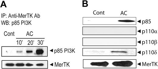 Figure 6. A PI3K p85α/p110δ complex is associated with MerTK upon AC pretreatment of NOD BMDCs. MerTK was immunoprecipitated with αMerTK Ab from total cell lysates prepared from NOD BMDCs pretreated with ACs at specified times (A) or for 30 minutes (B) or not (Cont). Western blots were probed for p85α/PI3K, MerTK (A-B), and p110α, p110β, and p110δ (B) using the same membranes.