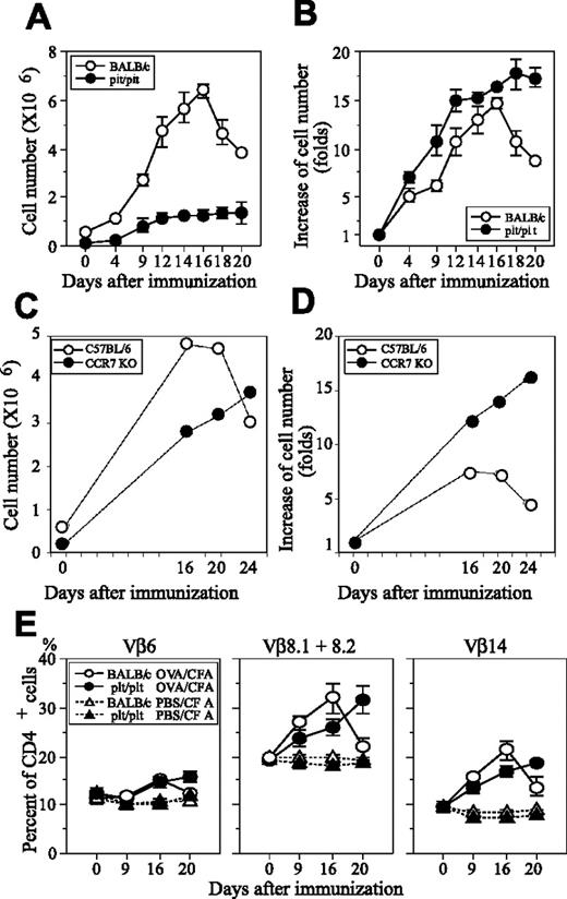 Figure 2. In vivo expansion of OVA-reactive T cells after immunization. (A,C) Absolute number of CD4+ T cells per LN and (B,D) relative increase in CD4+ T-cell number from preimmunization values were calculated from total cell number and percent CD4+ cells by flow cytometric analysis. For C57BL/6 and CCR7-deficient mice, draining popliteal LN cells were pooled from 2 mice and assessed, and the results were expressed as mean values. Baseline CD4+ T-cell number at day 0 was 4.38 × 105 ± 1.86 × 105 in BALB/c mice, 0.78 × 105 ± 0.04 × 105 in plt/plt mice, 6.4 × 105 in C57BL/6 mice, and 2.3 × 105 in CCR7-deficient mice. (E) Percentages of cells bearing Vβ6, Vβ8, or Vβ14 in CD4+ T cells were determined at the indicated days after immunization. Mean ± SD for 3 to 5 mice was indicated.