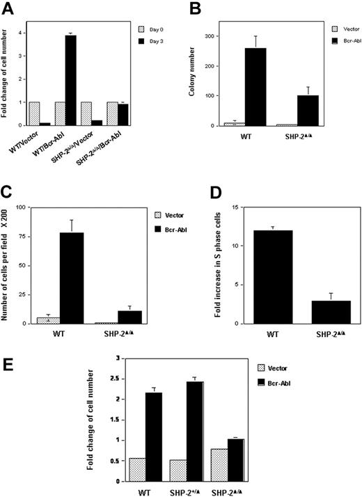 Figure 1. Biologic effects of Bcr-Abl transduction in SHP-2Δ/Δ cells are decreased. WT and SHP-2Δ/Δ hematopoietic cell lines were transduced with Bcr-Abl or the vector control by retroviral-mediated gene transfer. Transduced cells were sorted by FACS, based on expression of GFP. (A) Sorted cells were seeded into 96-well plates (1 × 104 cells/well) in RPMI-1640 medium with 10% FBS. Cells were quantitated on day 0 and day 3 by the MTS assay, a colorimetric method for detecting viable cells. Cell growth rates (fold changes) were determined by OD490 values and normalized to day 0. (B) WT/Bcr-Abl–, SHP-2Δ/Δ/Bcr-Abl–, and the vector control–transduced cells were plated into 0.9% RPMI-1640 methylcellulose medium containing 15% FBS (1000 cells/mL). After 7 days of incubation in a humidified 5% CO2 incubator, colonies consisting of more than 50 cells were scored under an inverted microscope. (C) Bcr-Abl– or vector-transduced WT and SHP-2Δ/Δ cells were examined by migration assay as described in “Materials and methods.” Migrated cells adhering to the lower side of trans-membranes were stained and counted under a microscope. (D) Bcr-Abl– and the vector control–transduced WT or SHP-2Δ/Δ cells were cultured in IL-3–free RPMI-1640 medium for 24 hours. Cells were then harvested and processed for cell-cycle analyses. Fold changes of the percentages of S-phase in Bcr-Abl–transduced cells over those of the vector–transduced cells were then determined. (E) Embryonic day 9.0 to 9.5 yolk sacs were dissected from timed pregnant SHP-2+/Δ female mice mated with SHP-2+/Δ male mice. Embryonic tissues were used for genomic DNA extraction and subsequent PCR genotyping. Yolk sac cells were dissociated, prestimulated, and transduced with Bcr-Abl or vector as described in “Materials and methods.” Transduced cells were sorted by FACS according to GFP expression. Sorted cells were seeded into 96-well plates in IL-3–free medium and were assayed for cell growth rates as described in Figure 1A. Two to 3 independent experiments were performed, and similar results were obtained in each. Results shown are the mean ± SD of triplicates from one experiment.