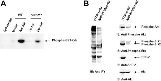 Figure 2. Bcr-Abl kinase activity is diminished in Bcr-Abl–transduced SHP-2Δ/Δ cells. WT/Bcr-Abl–, SHP-2Δ/Δ/Bcr-Abl–, and the vector control–transduced cells were expanded in IL-3–containing medium for 5 days. (A) Whole-cell lysates were prepared and then immunoprecipitated with anti–c-Abl Ab followed by the kinase assay as described in “Materials and methods.” Lysates of Bcr-Abl–transduced WT cells were immunoprecipitated with rabbit IgG as the negative control. (B) Bcr-Abl–transduced WT and SHP-2Δ/Δ cells were cultured in IL-3–free medium for 24 hours. Whole-cell lysates were prepared and examined with anti-pY immunoblotting (IB). Activities of Akt and Erk kinases were also analyzed with IB using anti–phospho-Akt and anti–phospho-Erk Abs. Shown are representative results from 3 independent experiments.
