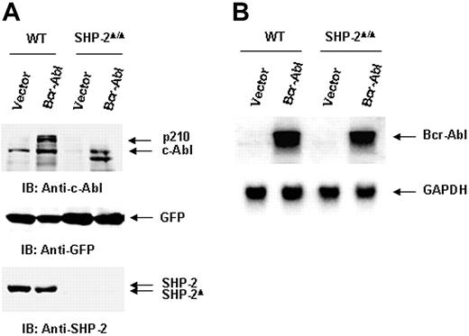 Figure 3. Bcr-Abl oncoprotein (p210) is degraded at the protein level in SHP-2Δ/Δ cells. (A) Whole-cell lysates prepared from Bcr-Abl– or vector-transduced WT and SHP-2Δ/Δ cells were examined with anti–c-Abl IB. The blot was stripped and reimmunoblotted with anti–SHP-2 and anti-GFP Abs. (B) Total RNA was extracted from Bcr-Abl– or vector-transduced cells. RNA samples were examined by Northern blotting using Bcr-Abl cDNA as the probe. The blot was stripped and reprobed with the positive control GAPDH to monitor RNA loading. Shown are representative results of 3 independent experiments.
