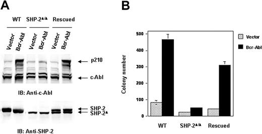 Figure 4. p210 level is restored in the rescued SHP-2Δ/Δ cells transduced by Bcr-Abl. SV40 large T-antigen–immortalized WT, SHP-2Δ/Δ, and SHP-2–rescued embryonic fibroblasts were transduced with Bcr-Abl or the vector control. (A) Transduced cells were sorted and analyzed with anti–c-Abl IB. The blot was stripped and reprobed with anti–SHP-2 antibody. (B) Sorted cells were seeded into DMEM with 15% FBS and 0.3% low-melting point agarose (0.5 × 104 cells/mL). After 10 days of culture at 37°C in a humidified 5% CO2 incubator, colonies consisting of more than 50 cells were scored.