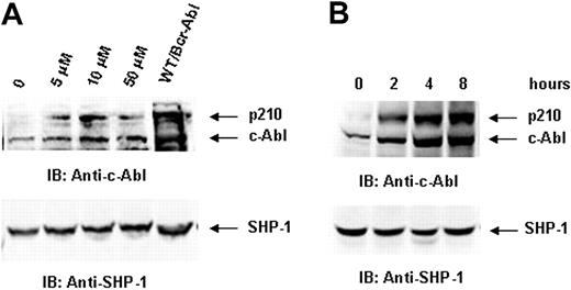 Figure 5. p210 is degraded through the proteasome-mediated pathway in SHP-2Δ/Δ cells. Bcr-Abl–transduced SHP-2Δ/Δ cells were treated with proteasome inhibitor lactacystin at the indicated concentrations for 8 hours (A) or with lactacystin (10 μM) for the indicated time periods (B). Cells were lysed in RIPA lysis buffer supplemented with 0.1% SDS. Cell lysates were prepared and then examined with anti–c-Abl IB. Blots were stripped and reimmunoblotted with anti–SHP-1 Ab to monitor protein loading. Shown are representative results of 3 independent experiments.