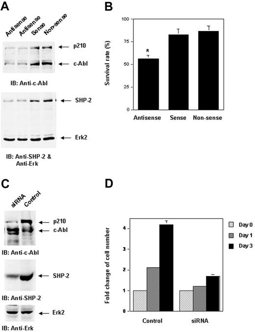 Figure 6. Inhibition of SHP-2 expression by SHP-2 antisense oligonucleotides or siRNA decreases p210 level. (A) p210-expressing K562 leukemia cells were transfected with SHP-2 antisense, sense, and nonsense oligonucleotides (7.5 μM) using the Fugene transfection reagent. Cells were harvested 8 hours after transfection and examined for p210 with anti–c-Abl IB. The blot was stripped and reimmunoblotted with anti–SHP-2 and anti-Erk Abs. (B) Cell-survival rates were determined by trypan blue exclusion assay. The asterisk indicates significant differences between antisense versus sense or nonsense (P < .01 by Student t test). (C) WT/Bcr-Abl cells were transfected with SHP-2 siRNA by electroporation (25 μg for 1 × 107 cells). Cells were harvested 12 hours after transfection and analyzed for p210 level with anti–c-Abl IB. The blot was stripped and reimmunoblotted with anti–SHP-2 and anti-Erk Abs. (D). Fold changes in cell numbers of siRNA-transfected cells over 3 days of culture were determined by the MTS assay as described in Figure 1A. Results displayed are representative of 2 to 3 independent experiments. Results shown on panels B and D are the mean ± SD of triplicates from one experiment.