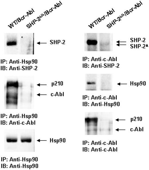 Figure 7. SHP-2 is associated with chaperone protein Hsp90. Whole-cell lysates prepared from Bcr-Abl–transduced WT and SHP-2Δ/Δ cells were immunoprecipitated (IP) with anti-Hsp90 or anti–c-Abl Abs followed by anti–SHP-2, anti-Hsp90, or anti–c-Abl IBs. Blots were stripped and reimmunoblotted with anti-Hsp90 or anti–c-Abl Abs. Results shown are representative of 3 experiments.