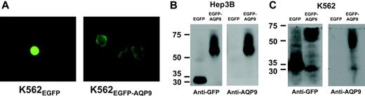 Figure 3. Transfection of AQP9 into Hep3B and K562 cells. (A) K562EGFP-C2 cells examined under fluorescent microscopy showed even cellular distribution of green fluorescence; however, K562EGFR-AQP9 cells showed selective localization of green fluorescence to the plasma membrane. Images were visualized using an Olympus IX70 microscope equipped with a C plan semi-apochromat 60×/0.7 numerical aperture lens (Olympus, Tokyo, Japan). A Nikon Coolpix 4500 camera (Nikon, Tokyo, Japan) was used to capture the images. (B) Western-blot analysis of Hep3B cells. In anti-GFP immunoblotting, EGFP (30 kDa) and EGFP-AQP9 (61 kDa) were detected in Hep3BEGFP and Hep3BEGFP-AQP9 cells, respectively. With anti-AQP9 immunoblotting, only the protein band of EGFP-AQP9 (61 kDa) was detected in Hep3BEGFP-AQP9 cells, showing that Hep3BEGFP cells did not express detectable levels of AQP9. (C) Western-blot analysis of K562 cells. In anti-GFP immunoblotting, protein bands of EGFP (30 kDa) and EGFP-AQP9 (61 kDa) were detected in K562EGFP and K562EGFP-AQP9 cells. An additional band (30-31 kDa) was observed in the K562EGFP-AQP9 sample. This might be due to degradation of EGFP-AQP9 fusion protein into EGFP and AQP9 fractions. In anti-AQP9 immunoblotting, a predominant band of EGFP-AQP9 (61 kDa) was detected in K562EGFP-AQP9 cells. At the anti-AQP9 antibody concentration and exposure time used to avoid overexposure of the K562EGFP-AQP9 lysate, K562EGFR lysate did not show detectable AQP9, as was shown previously in Figure 2.