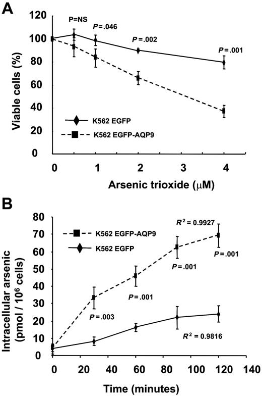 Figure 5. Transfection of AQP9 in K562 cells. (A) In MTT assay, K562EGFP-AQP9 showed an increase in As2O3 sensitivity compared with K562EGFP-C2 cells (Student t test for each of the points analyzed). Note that the difference of As2O3 sensitivity between K562EGFP-AQP9 and K562EGFP cells widened with an increasing concentration of As2O3. NS indicates not significant. (B) In arsenic-uptake assay, K562EGFP-AQP9 cells accumulated significantly more arsenic than K562EGFP-C2 cells (Student t test for each of the points analyzed). Both lines showed a time-dependent increase in arsenic uptake.