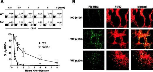 Figure 2. Delayed clearance of porcine RBCs in CD47 KO compared with WT mouse recipients. CFSE-stained pig RBCs (2 × 108) were intravenously injected into CD47 KO (n = 5) or WT (n = 5) mice. (A) Blood was collected at the indicated time points and the percentages of injected pig RBCs were analyzed by flow cytometry. (Top) Representative fluorescence-activated cell sorter (FACS) profiles showing percentages of porcine RBCs in the blood at the indicated times. Numbers indicate the percentages of CFSE+ porcine RBCs. (Bottom) Percentages (mean ± SDs) of porcine RBCs in blood, which were normalized with the levels at 15 minutes after injection as 100%. Results from 2 experiments are combined. *P < .01; **P < .001. (B) Spleens were harvested from CD47 KO (top row, × 100) and WT (middle row, × 100; bottom row, × 200) at 1 hour after injection of CFSE-stained pig RBCs (green), and frozen spleen sections were stained with anti-F4/80 mAb (red). Engulfment was seen as a yellow event after merging the green-filtered and red-filtered images (right column). Three mouse recipients from each group were examined and representative results are shown.
