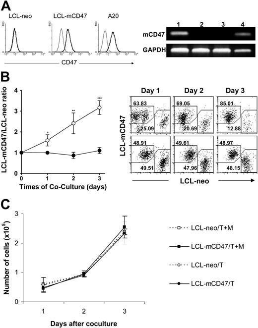 Figure 3. Mouse CD47 expression reduces the susceptibility of porcine cells to cytotoxicity by mouse macrophages. (A) Expression of murine CD47 (mCD47) on transfected LCL-13271 pig tumor cell lines. (Left) Flow cytometric analysis. Thin and bold histograms represent staining with isotype control and anti–mouse CD47 mAb (miap301), respectively. Neo transfectant LCL cells (LCL-neo), a representative clone (no. 1007) of mCD47 transfectant LCL cells (LCL-mCD47), and mouse CD47+/+ A20 cells are shown. (Right) mCD47 RT-PCR. (Lane 1) LCL-mCD47 cells (clone no. 1007); (lane 2) LCL-neo cells; (lane 3) nontransfected LCL-13271 cells; (lane 4) CD47+/+ mouse cell line A20. GAPDH was used as a DNA loading control. (B) LCL-mCD47 and LCL-neo cells were stained with different colors (CFSE or PKH-26), mixed at a 1:1 ratio, and cultured in culture plate (2.5 × 104/well) with (○) or without (•) WT mouse intraperitoneal macrophages (5 × 105/well) for 3 days. Shown are ratios of viable LCL-mCD47 to LCL-neo cells (left) and representative flow cytometric profiles (right; the percentages of LCL-mCD47 and LCL-neo cells are indicated) at the indicated time points. Combined results (mean ± SDs) from 3 independent experiments are presented. *P < .05; **P < .01; ***P < .001. (C) Numbers of LCL-mCD47 (▪/•) and LCL-neo (□/○) cells in the upper transwell chambers (inside the transwells) in cultures, in which the lower chambers (outside transwells) contained either both target cells (ie, a 1:1 mixture of LCL-mCD47 and LCL-neo cells) and mouse macrophages (T + M) or target cells only (T). Results (mean ± SDs) from a representative experiment of 3 are shown.