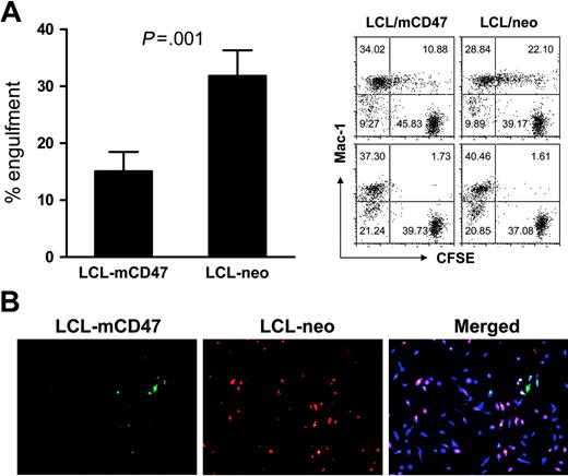 Figure 4. Mouse CD47 expression attenuates phagocytosis of porcine cells in vitro by mouse macrophages. (A) CFSE-labeled LCL-mCD47 or LCL-neo cells (2.5 × 104/well) were incubated with mouse intraperitoneal macrophages (5 × 105/well) in 96-well plate at 37°C or 4°C (controls); cultures were harvested 3 hours later and phagocytosis was determined by flow cytometry. (Left panel) Percent engulfment in Mac-1+ cells (mean ± SDs of 4 experiments); (right panel) representative staining profiles showing engulfment (at 37°C, top) or background (4°C, bottom). (B) LCL-mCD47 and LCL-neo cells labeled with different colors (CFSE or PKH-26) were mixed at a 1:1 ratio (2.5 × 104 each) and cultured with 5 × 105 CMAC-labeled mouse intraperitoneal macrophages (blue) for 3 hours; then nonengulfed target cells were washed off and phagocytosis was assessed by fluorescence microscopy. Pictures shown are images taken from an experiment, in which LCL-mCD47 and LCL-neo cells were labeled with CFSE (green) and PKH-26 (red), respectively. Data are representative of 3 experiments.