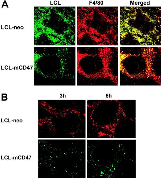Figure 5. Mouse CD47 expression attenuates in vivo phagocytosis of porcine cells. (A) LCL-mCD47 and LCL-neo cells were labeled with CFSE and injected intravenously (1 × 107/mouse) into C57BL/6 mice. At 3 hours after cell injection, spleens were harvested and stained with PE-conjugated anti–mouse F4/80 mAb. Engulfment was seen as a yellow event after merging the green-filtered and red-filtered images (right column). (B) Mice were injected intravenously with a 1:1 mixture of LCL-mCD47 and LCL-neo cells that were labeled with different colors (total 1 × 107 cells per mouse). Spleens were harvested at 3 and 6 hours after cell injection. Pictures shown are representative images taken from an experiment, in which LCL-neo and LCL-mCD47 cells were labeled with PKH-26 (red) and CFSE (green), respectively. Data presented in Figure 5 were representative of 3 or more experiments.