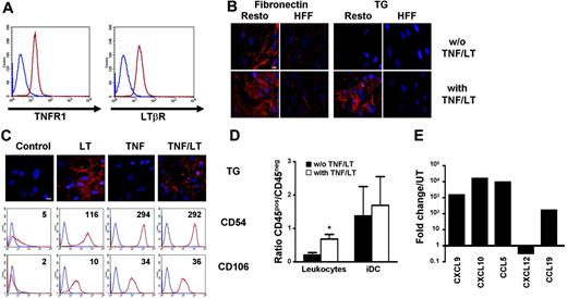 Figure 1. Modulation of Resto properties under TNF/LT stimulation. (A) Membrane expression of TNFR1 and LTβR on Resto cells. Blue lines indicate immunoglobulin control, red lines indicate specific staining. (B) Induction of an extracellular meshwork. Resto cells and HFFs were cultured for 7 days with or without TNF/LT stimulation. Microscopic visualization of a dense meshwork of extracellular matrix fibers was performed with fibronectin and transglutaminase (TG) extracellular staining. Bar represents 20 μm. (C) Differential effects of TNF and LT treatment. Resto cells were cultured with TNF, LT, TNF/LT or without stimulation for 7 days before transglutaminase (TG), CD54, and CD106 staining. TG was detected by microscopic analysis. Bar represents 20 μm. CD54 and CD106 were revealed by flow cytometry. Blue lines indicate immunoglobulin control, red lines indicate specific staining. Ratio of mean fluorescence intensity (mean fluorescence intensity of CD54 or CD106/mean intensity fluorescence of immunoglobulin-specific control) is indicated on the top right of each panel. (D) Adhesion assay. Tonsil leukocytes or monocyte-derived immature DCs (iDCs) were incubated for 2 hours with Resto cells pretreated or not with TNF/LT for 7 days. Unbound cells were then removed and adherent CD45+ cells and stromal CD45− cells were collected using trypsin and quantified by flow cytometry. Results are the mean values of the ratio of CD45+ to CD45− cells (n = 4). The error bars indicate the SD about the mean. *Mean value is statistically different from that of coculture with unstimulated Resto cells (P < .01). (E) Real-time PCR quantification of chemokine expression. Resto cells were cultured for 3 days with TNF/LT and were then analyzed for CXCL9, CXCL10, CCL5, CXCL12, and CCL19 expression. Each sample was normalized to ABL and compared with expression levels in untreated (UT) Resto cells. The arbitrary value of 1 was assigned to UT Resto cells. CCL19 was not detected in UT Resto cells and the ΔΔCT was then calculated with an arbitrary CT value of 40. Results are those of 1 experiment of 3.
