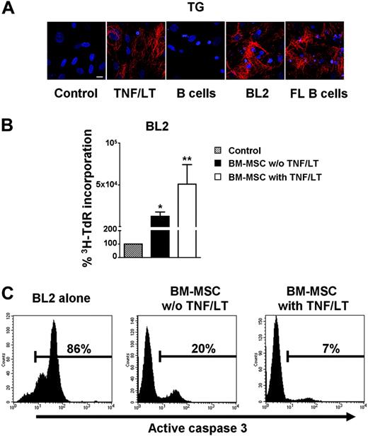 Figure 5. Bidirectional interaction between tumor B cells and BM-MSCs. (A) Meshwork induction. BM-MSCs were cultured alone or in the presence of TNF/LT, purified CD19+ peripheral blood B cells, BL2 cell line, or purified CD19+ primary FL B cells for 7 days. Expression of transglutaminase (TG) was revealed by fluorescence microscopy. Bar represents 20 μm. (B) Growth of tumor B cell lines. BL2 was cocultured for 3 days in low serum concentration alone or with confluent BM-MSCs, pretreated or not with TNF/LT for 7 days. Cell growth was assessed by tritiated thymidine (3H-TdR) incorporation determined in sixplicate culture wells. Stromal cells cultured alone always showed tritiated thymidine incorporation less than 500 cpm. Data are expressed as percentages of the thymidine incorporation by BL2 cells cultured in the presence of BM-MSCs (pretreated or not with TNF/LT) with respect to BL2 cells alone (assigned to 100%). Results represent mean values ± SD from 4 independent experiments. *Mean value is statistically significantly different from that obtained without stromal cells (P<.05). **Mean value is statistically significantly different from that obtained with untreated BM-MSCs (P<.05). (C) Apoptosis of BL2 cell line. Confluent BM-MSCs pretreated or not with TNF/LT for 7 days were thereafter cocultured with BL2 cell line under limiting serum concentration. Apoptotic CD45+ tumor cells were detected by active caspase-3 staining after 3 days of coculture. Percentage of caspase-3+ cells is indicated in each panel. Results are those of 1 experiment representative of 5.