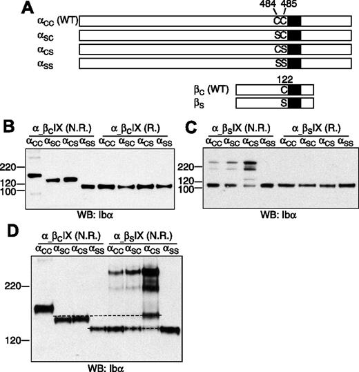 Figure 2. Effects of Cys mutations on formation of disulfide bonds between GP Ibα and GP Ibβ. (A) Illustration of wild-type and Cys mutant constructs of GP Ibα and GP Ibβ. (B-C) GP Ibα from the lysates of various transfected CHO cells that had been resolved in a 4-12% Bis-Tris SDS gel (Invitrogen) under nonreducing (N.R.) and reducing (R.) conditions. Molecular markers in kDa are labeled on the left. GP Ibα was blotted by WM23 antibody. (D) GP Ibα from various cell lysates that had been resolved in a 5% Tris-glycine SDS gel under nonreducing (N.R.) conditions. Dashed lines were added to show the difference between the protein bands. The figure is representative of 3 independent experiments.