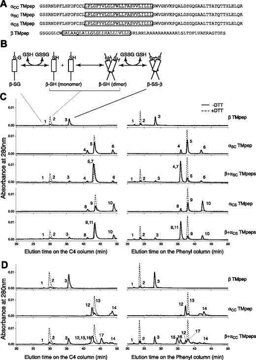 Figure 3. Thiol-disulfide exchange assay of the TM peptides derived from GP Ibα and GP Ibβ. (A) Sequences of the Ibα and Ibβ TM peptides. The TM domain in each construct is boxed. Residue C148 in the Ibβ cytoplasmic domain was changed to Ser (the residue in the rat sequence) to avoid complication in data analysis. A GGG sequence was added between the thrombin cleavage site and the Ibβ sequence to facilitate thrombin digestion. (B) A reaction scheme for the Ibβ TM peptide. The TM-TM interaction mediates the dimerization step, which is coupled to formation of a disulfide bond between 2 Ibβ peptides. GSH indicates reduced glutathione; GSSG, oxidized glutathione; β-SG, Ibβ peptide linked to glutathione; β-SH, reduced monomeric Ibβ peptide; β-SS-β, disulfide-linked Ibβ homodimer. (C) The thiol-disulfide exchange reaction of the Ibβ TM peptide with the Ibα TM peptides containing one Cys residue. The TM peptides were mixed with DPC micelles and incubated at room temperature for the reaction to reach equilibrium. Acid was then added to quench the reaction, and the reaction products were analyzed by reverse-phase analytic HPLC using 2 different columns. DTT in the reaction prevented formation of any disulfides, and their chromatograms (dashed line) helped to assign the eluted peaks. Peak 1 indicates β-SG; peak 2, β-SH; peak 3, β-SS-β; peak 4, αSC-SG; peak 5, αSC-SH; peak 6, αSC-SS-αSC; peak 7, αSC-SS-β; peak 8, αCS-SG; peak 9, αCS-SH; peak 10, αCS-SS-αCS; peak 11, αCS-SS-β. (D) The thiol-disulfide exchange reaction of the Ibβ TM peptide with the αCC TM peptide, at the 2:1 molar ratio. Peak 12 indicates oxidized monomeric αCC with an intramolecular disulfide; peak 13, reduced monomeric αCC; peak 14, oxidized dimeric αCC with 2 intermolecular disulfides; peak 15, β-SS-αCC-SS-β; peak 16, αCC-SS-β; peak 17, β-SS-αCC-SS-αCC-SS-β.