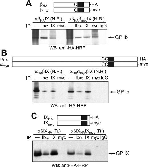 Figure 4. Co-IP of tagged GP Ibα, GP Ibβ, and GP IX in the GP Ib-IX complex from CHO cells. The HA and myc tags were, respectively, appended to the C-terminus of (A) GP Ibβ, (B) GP Ibα, or (C) GP IX. The CHO cells were transiently transfected with indicated subunits, and cell lysates were immunoprecipitated with antibodies, resolved in a 4% to 12% Bis-Tris SDS gel under nonreducing (N.R.) or reducing (R.) conditions, and blotted with HRP-conjugated anti-HA antibody. In the lanes marked by —, the lysates were loaded directly onto the SDS gel.