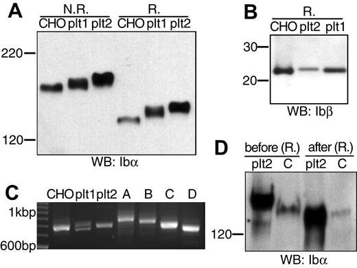 Figure 5. Comparison of GP Ib, GP Ibα, and GP Ibβ from transfected CHO cells and human platelets. (A) GP Ib and GP Ibα from CHO cells and platelets of 2 donors (plt1, plt2) that had been resolved in a 5% Tris-glycine SDS gel under either nonreducing (N.R.) or reducing (R.) conditions and blotted by WM23. (B) GP Ibβ from CHO cells and platelets that had been resolved in a 4% to 12% Bis-Tris SDS gel under reducing (R.) conditions and blotted by Gi27. (C) Analysis of genomic Ibα gene sequences from the 2 donors. Genomic DNA was prepared from the buffy coat, and the VNTR-containing gene fragment was amplified by PCR along with various Ibα expression vectors. The amplified fragments were resolved in a 2.3% agarose gel. The 100 bp (base pair) DNA ladder was shown on the left. Four pcDNA-based vectors expressing GP Ibα with type A-D VNTR were included as standards on the right. (D) GP Ibα (type C VNTR) from platelets (plt2) and CHO cells before and after deglycosylation. Both Ibα were coimmunoprecipitated with SZ2 antibody, eluted from protein G-agarose beads, treated with a mixture of glycanases, resolved in a 5% Tris-glycine SDS gel under reducing conditions, and blotted by WM23.