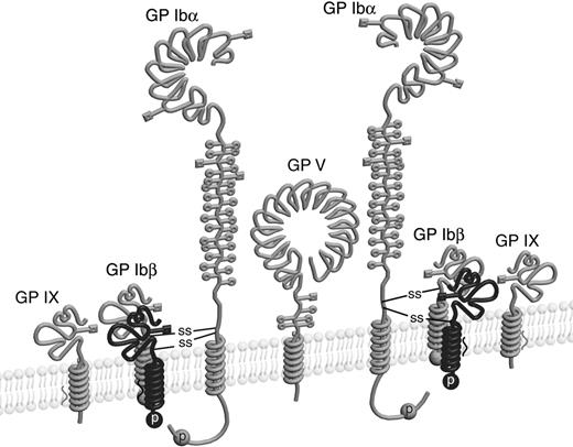 Figure 6. Schematic drawing of the GP Ib-IX-V complex with the revised stoichiometry. Four GP Ibβ subunits, as well as 4 intermolecular disulfides, are included in the complex. Illustrations of individual subunits are adapted from earlier publications.43,44