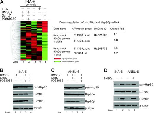 Figure 1. Hsp90α and β are down-regulated by combined disruption of the IL-6R/STAT3 and the Ras/MAPK pathways in INA-6 and ANBL-6 cells. (A) Hierarchic clustering analysis of gene-expression profiles of INA-6 cells using the Affymetrix GeneChip U133A platform. Combined blockade of the IL-6R/STAT3 and the Ras/MAPK pathways in INA-6 cells caused a pattern of differently expressed genes (lane 5). HSP90α and HSP90β were found among the down-regulated genes. INA-6 cells were cultured in the presence of primary BMSCs and either treated with 50 μg/mL Sant7 (lane 1) or 50 μM PD98059 (lane 2) or a combination of both for 30 hours (lane 5). As control, INA-6 cells were kept either in the presence of BMSCs (lane 3) or only in medium supplemented with 2 ng/mL IL-6 (lane 4) and treated with DMSO. (B) Western blot analysis of Hsp90α, Hsp90β, or total Hsp90 protein expression in INA-6 and ANBL-6 cells after different drug-exposure regimens. INA-6 or ANBL-6 cells were cultured in the presence of primary BMSCs and treated with 50 μg/mL Sant7 (lane 2) or 50 μM PD98059 (lane 3) or a combination of both for 20 hours (lane 4). (C) Western blot analysis of Hsp90α, Hsp90β, or total Hsp90 protein expression in INA-6 cells cultured either without IL-6 or in the presence of BMSCs. Equal loading was assessed through immunostaining of β-actin.