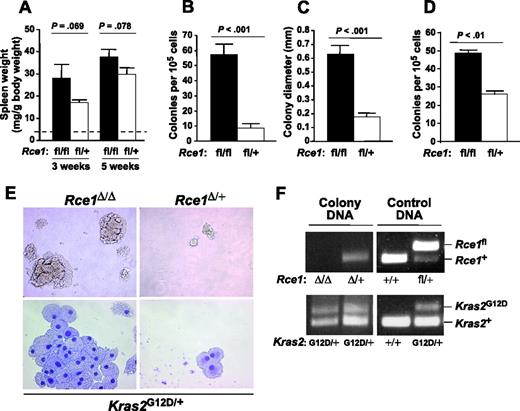 Figure 4. Enhanced colony-forming ability of Rce1-deficient K-RASG12D–expressing hematopoietic cells. (A) Spleen weights of Rce1fl/flKLSLM mice (▪) and Rce1fl/+KLSLM mice (□) 3 and 5 weeks after pI-pC injections (n = 6 and n = 11 for Rce1fl/flKLSLM mice and n = 5 and n = 8 for Rce1fl/+KLSLM mice at 3 and 5 weeks, respectively). Dashed line indicates spleen weights of wild-type mice (4 ± 0.9 mg/g body weight; n =6). (B-C) Growth factor–independent colony growth of splenocytes from Rce1fl/flKLSLM (n = 3) and Rce1fl/+KLSLM (n = 3) mice. (B) Colony number. (C) Colony size. (D) Growth factor–independent colony growth of bone marrow cells (n = 2). (E, top) Photographs showing Rce1Δ/ΔKG12DM and Rce1Δ/+ KG12DM splenocyte colonies from a typical experiment in panels B and C (magnification: 20×/0.30 NA objective lens). (Bottom) May-Grünwald-Giemsa–stained cytospins of individual colonies (magnification: 63×/1.40 NA objective lens). (F) PCR amplification of genomic DNA from individual colonies to detect the Rce1fl and Rce1+ alleles (top) and the Kras2+ and Kras2G12D alleles (bottom). Lane 1, Rce1-deficient Kras2G12D colony; lane 2, heterozygous Rce1-deficient Kras2G12D colony; lanes 3-4, control DNA from mouse tails. The same result was found in 5 additional colonies from spleens of Rce1fl/flKLSLM and Rce1fl/+KLSLM mice.
