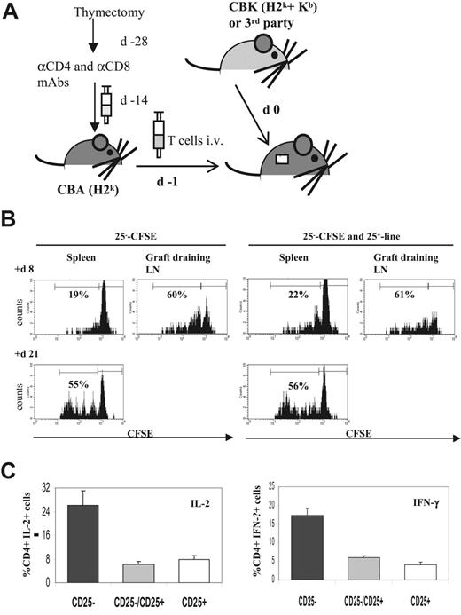 Figure 5. In vivo suppressive function of the Kb-specific CD25+ line. (A) In vivo adoptive transfer of T cells and transplant model. T-cell subsets were transferred to T cell–depleted sex-matched syngeneic CBA recipients. For T-cell depletion, mice underwent thymectomy and 2 weeks later were given intraperitoneal injections of anti-CD4– and anti-CD8–depleting mAbs. Fifteen days later, CD4+CD25− CD45RBhi T cells were injected intravenously alone or with CD25+ line 1 day before (d −1) recipient mice underwent skin allograft (d 0). (B) In vivo trafficking. Naive CFSE-labeled CD4+CD25− T cells (25−-CFSE) (1 × 106) were injected intravenously alone or were coinjected with 2 × 106 unlabeled CD25+ line or 2 × 106 unlabeled CD25+ line injected alone in T cell–depleted CBA mice the day before CBK skin grafts. Trafficking and divisions of the transferred effector T cells were assessed for individual animals by flow cytometric analysis of CFSE dilutions on separate cell suspensions from spleen and graft-draining LNs at various time points after transplantation (here shown at days 8 and 21). The histograms correspond to a minimum of 30 000 acquired events in a mixed lymphocyte gate consisting of live CD4+ T cells. Data shown are from 1 of 5 representative mice per group. (C) At day 30 after transplantation, cells were isolated from spleens and graft-draining LNs of recipients in the 3 groups: CD4+CD25− T cells injected alone (▪), CD4+CD25− T cells coinjected with CD25+ line (⊡), or CD25+ line injected alone (□). Cells were briefly restimulated in vitro before intracellular staining for the indicated cytokine (IL-2, left panel; IFN-γ, right panel). The frequency of cytokine-positive cells among gated whole CD4+ T cells was determined for individual animals. Results shown are mean ± SD from 4 representative animals per group.