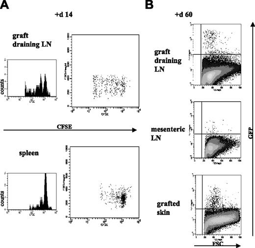 Figure 6. After adoptive transfer, in vitro–cultured Treg cells survive, traffic to secondary lymphoid organs, and preferentially expand at sites of antigenic challenge in vivo. Unlabeled naive CD4+CD25− T cells (1 × 106) were coinjected in T cell–depleted CBA mice with 2 × 106 CD25+ line labeled with 5 μM CFSE (A) or with 2 × 106 GFP-CD25+ line (B). The day after adoptive transfer, recipients received skin grafts from CBK donors. Survival, trafficking, and divisions of the transferred Treg cells were assessed for individual animals by flow cytometric analysis of separate cell suspensions from spleen, graft-draining LNs, and distant mesenteric LNs at various time points after transplantation—days 7, 14, and 21 for CFSE analysis (here shown at day 14) and days 20 and 60 for GFP analysis (here shown at day 60). For the animals that underwent cotransfer with the GFP-CD25+ line, cell suspensions were also obtained from the grafted tissue and distant nongrafted skin for flow cytometric analysis. Histograms correspond to a minimum of 30 000 acquired events in a mixed lymphocyte gate consisting of live CD4+ T cells. Data are shown from 1 of 5 representative mice per group.
