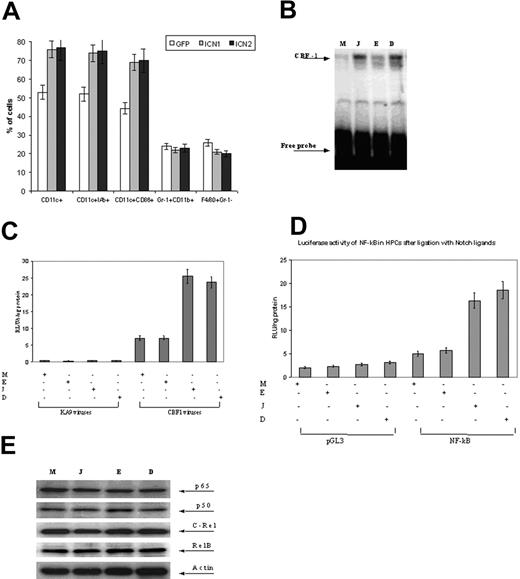 Figure 4. Effect of Notch ligands on downstream targets of Notch signaling. (A) Effect of ICN1 and ICN2 on differentiation of DCs. HPCs were transduced with either ICN1 or ICN2 using retroviruses as described in “Materials and methods” and differentiated to DCs with GM-CSF for 7 days. After that time, cells were collected and the phenotype of GFP-positive cells was evaluated by flow cytometry. The results of 4 experiments are shown. (B) CBF-1 binding activity. HPCs were cultured on a monolayer of different 3T3 fibroblast cell lines for 8 hours. Nuclear protein was extracted and used for evaluation of CBF-1 binding to 32P-labeled specific DNA probe in EMSA. (C) CBF-1 reporter luciferase activity induced by Notch ligands. HPCs from Balb/c mice were infected with control KA9 virus or CBF-1 reporter virus twice on day 0 and day 1 with a 16-hour interval. After second infection, cells were cultured for 48 hours. To activate Notch signaling, infected HPCs were cultured for 8 hours on 3T3 fibroblasts expressing different ligands. Luciferase activity was normalized on protein concentration. Mean ± SE of 3 performed experiments is shown. (D) HPCs were electroporated with pGL3 or NF-κB reporter plasmids and 40 hours later were placed on top of a monolayer of different fibroblast cell lines. M indicates 3T3-MSCV; J, 3T3-Jagged-1; E, 3T3-EF; and D, 3T3-Delta-1. After overnight incubation, cells were collected, CD45+ cells were isolated using magnetic beads, whole-cell lysates were prepared, and luciferase activity was measured as described in “Materials and methods.” The results were normalized for protein concentrations. (E) HPCs were cultured for 72 hours on different cell lines, whole-cell lysates were performed, and protein level was evaluated by Western blotting using indicated specific antibodies. Data represent the average ± SE of 3 experiments.