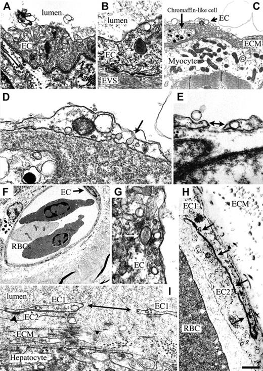 Figure 1. Ultrastructure of hagfish endothelium. (A) Electron microscopy (EM) of aorta reveals the presence of many tubular structures within an aortic endothelial cell (EC). (B) EM of aorta shows Weibel-Palade body in EC from aorta. EVS indicates extravascular space. Micrographs in panels A and B were acquired with a 60 ×/1.40 NA oil objective lens (Nikon, Melville, NY), an RT slider SPOT digital camera (Diagnostic Instruments, Sterling Heights, MI), and SPOT version 4.0.9 (Diagnostic Instruments). (C) EM of heart shows electron-lucent endothelium overlying a thick extracellular matrix (ECM) containing a chromaffin-like cell, and a cardiomyocyte with electron-lucent cytoplasm, well-preserved mitochondria, and muscle fibrils. (D) Higher magnification of panel C shows an EC with electron-lucent cytoplasm, a mitochondrion next to a vacuole, and caveola with diaphragm (arrow). (E) EM of heart shows gap in endothelium (double-headed arrow). In panels A to E, blood vessel lumen is on top. (F) EM of dermis reveals a microvessel in cross-section containing 2 nucleated red blood cells (RBCs) with multiple vesicles in the periphery of the cell. EC with nucleus is indicated with an arrow. A cell containing melanin granules is seen in the EVS on the left-hand side of the microvessel. (G) EM of skin shows a Weibel-Palade body (arrow) in a dermal microvascular EC. (H) Higher dermal microvascular endothelium shows well-developed lateral borders of 2 adjacent ECs (EC1 and EC2; arrows). (I) EM of liver sinusoid reveals a large gap in a single endothelial cell (double-headed arrow), well preserved junctions between 2 endothelial cells, thick ECM, and a continuum of proteinaceous material from lumen to extravascular space. EC1 indicates 1 endothelial cell (divided by gap); EC2 is a second endothelial cell. Arrowhead indicates tight and adherens junctional area in the lateral borders of 2 apposed endothelial cells (EC1 and EC2). Scale bar in panel H applies to all panels and represents 865 nm (A), 469 nm (B), 898 nm (C), 258 nm (D), 393 nm (E), 5172 nm (F), 261 nm (G), 2305 nm (H), and 492 nm (I).