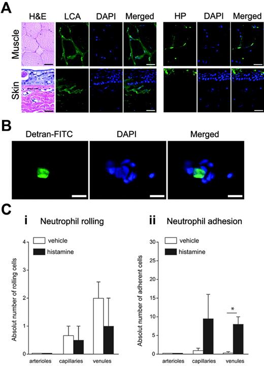 Figure 2. Lectin staining and intravital microscopy of dermal microvessels. (A) Light microscopy of H&E-stained sections and immunofluorescent microscopy of lectins (LCA indicates Lens culinaris agglutinin; and HP, Helix pomatia) and/or DAPI-stained sections from skeletal muscle (top) or skin (bottom). H&E staining of skeletal muscle shows several muscle fibers with intervening capillaries cut in cross section. Both LCA and HP label capillary endothelial cells between the myocytes. Light microscopy of H&E-stained skin reveals epidermis on top, dermis on bottom. The upper dermis contains several microvessels, which are cut in cross-section. Dermal microvessels bind LCA, but not HP (HP stains nonvascular tissue in upper epidermis). Scale bars represent 55 üm. (B) Hagfish blood smear after injection of fluorescein-conjugated dextran. A distinct population of leukocytes is labeled following intravenous injection of fluorescein-conjugated dextran (left panel). DAPI staining (middle and right panels) shows that the fluorescein-laden cell resembles a circulating neutrophil, as identified by the characteristic nuclear morphology. Scale bars represent 20 üm. (C) The hagfish dermal microvascular network was visualized by intravital microscopy (Video S1). Here, the quantitative analysis of neutrophil rolling (Ci) and firm adhesion (Cii) in response to intradermal injection of histamine or vehicle (PBS) is presented. Mean ± SEM (n = 3); *P<.05.