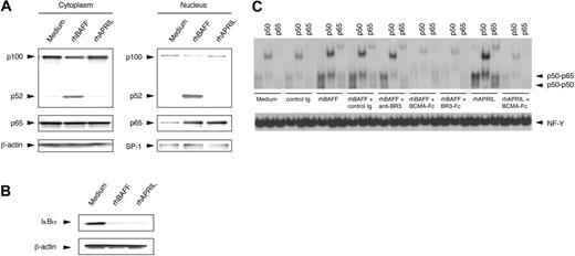 Figure 2. Activation of NF-κB in CLL B cells by rhBAFF or rhAPRIL. (A) Immunoblot analyses with anti-p100 or anti-p65 antibodies. CLL B cells were cultured with or without rhBAFF (50 ng/mL) or rhAPRIL (500 ng/mL) for 24 hours. Cytoplasmic and nuclear extracts were prepared as described in “Materials and methods.” We evaluated for equal loading in each lane by stripping the blot and probing it with antibodies specific for β-actin (for cytoplasmic extracts) or SP-1 (for nuclear extracts). The MFIR for each receptor on this CLL sample was 2.8, 3.6, or 31.3 for BCMA, TACI, or BR3, respectively. Translocation of p65 to the nucleus was seen in CLL cells treated with rhBAFF or rhAPRIL. In contrast, translocation of p52 was observed only in CLL cells treated with rhBAFF. (B) Immunoblot analysis with anti-IκBα antibodies. CLL B cells were cultured with or without rhBAFF (50 ng/mL) or rhAPRIL (500 ng/mL) for 30 minutes. Total cell lysates were prepared as described in “Materials and methods.” Degradation of IκBα was observed in CLL cells treated with rhBAFF or rhAPRIL. (C) EMSAs of nuclear extracts from CLL cells. CLL B cells were cultured with or without rhBAFF (50 ng/mL), rhAPRIL (500 ng/mL), BCMA-Fc (10 μg/mL), BR3-Fc (10 μg/mL), anti-BR3 (10 μg/mL), or control immunoglobulin (10 μg/mL) for 24 hours. We monitored for equal loading of protein in each lane by examining NF-Y binding to DNA. The MFIR of CLL cells stained for BCMA, TACI, or BR3 was 3.7, 8.8, or 24.3, respectively. Nuclear extracts prepared from CLL cells cultured with rhBAFF or rhAPRIL contained increased amounts of proteins capable of binding the NF-κB consensus motifs, which experienced a supershift when preincubated with anti-p50 or anti-p65 antibodies. Nuclear extracts of CLL cells treated with rhBAFF or rhAPRIL in the presence of BCMA-Fc or BR3-Fc had less NF-κB binding activity. However, nuclear extracts of CLL cells treated with rhBAFF and anti-BR3 antibody contained amounts of NF-κB binding factors similar to those of extracts prepared from CLL cells treated with rhBAFF alone.