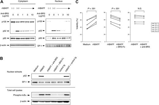 Figure 3. Blocking the alternative NF-κB pathway with anti-BR3 antibody. (A) CLL B cells were cultured for 24 hours with or without rhBAFF (50 ng/mL) and anti-BR3 at the indicated concentrations. Cytoplasmic and nuclear extracts were prepared as described in “Materials and methods” for immunoblot analysis. Protein content was normalized to 25 μg for the cytoplasmic fraction and 12.5 μg for the nuclear fraction. MFIR of CLL cells stained for BCMA, TACI, or BR3 was 3.7, 8.8, or 24.3, respectively. Translocation of p52 and p65 to the nucleus was seen in CLL cells treated with rhBAFF. Anti-BR3 at 10 μg/mL could completely inhibit nuclear translocation of p52 induced by rhBAFF. (B) CLL B cells were cultured with or without rhBAFF (50 ng/mL), anti-BR3 (10 μg/mL), BR3-Fc (10 μg/mL), or control immunoglobulin (10 μg/mL) for 24 hours. Nuclear extracts and total cell lysates were prepared as described in “Materials and methods.” BR3-Fc inhibited the rhBAFF-induced nuclear translocation of p52 and the phosphorylation of IκBα. Anti-BR3 could inhibit the nuclear translocation of p52 but not the phosphorylation of IκBα. (C) CLL B cells were cultured with or without rhBAFF (50 ng/mL) and anti-BR3 (10 μg/mL) or BR3-Fc (10 μg/mL) for 48 hours. Results are viability of samples from each of 5 patients. The viability of CLL cells cultured with rhBAFF and BR3-Fc was significantly lower than that of CLL cells cultured with rhBAFF alone (P < .001; Student paired t test). Anti-BR3 did not impair the survival of CLL cells cultured with rhBAFF.